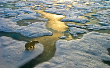 Our Mortality Is Killing This Planet