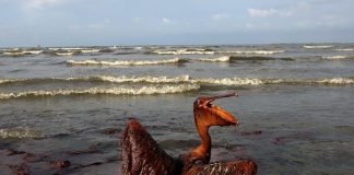 Between FANGs and Oil Fields